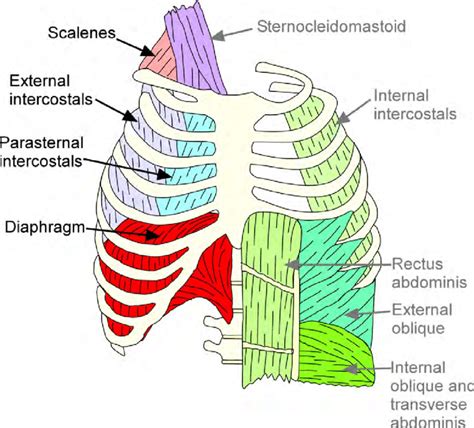 acw meaning medical|Anterior chest wall non.